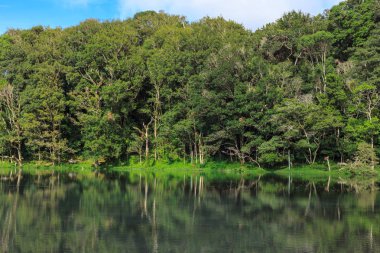 güzel orman manzara bir Gölü