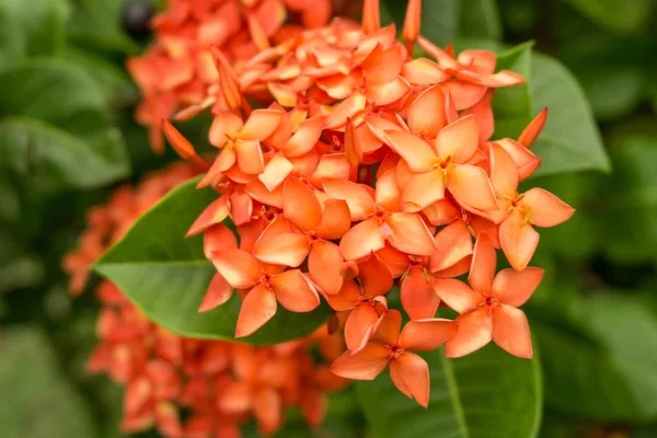 Small Flowers Plant — Stock Photo, Image