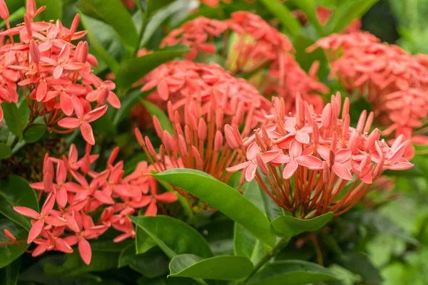 Small Flowers Plant — Stock Photo, Image