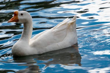 Yüzme kuğu. Mavi su ve sarı çim arka plan. Mute Swan kuğu rengi