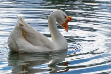 Beyaz Kuğu sakin, berrak sularda yüzme