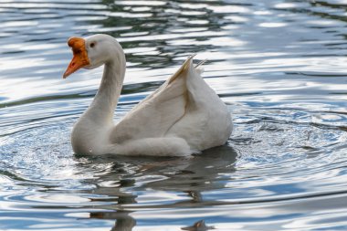 Beyaz Kuğu sakin, berrak sularda yüzme
