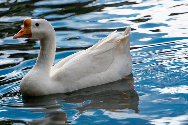 Yüzme Kuğu Mavi Sarı Çim Arka Plan Mute Swan Kuğu — Stok fotoğraf