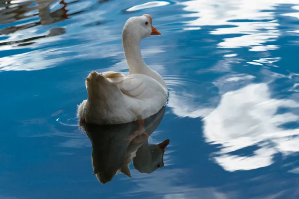 Yüzme kuğu. Mavi su ve sarı çim arka plan. Mute Swan kuğu rengi