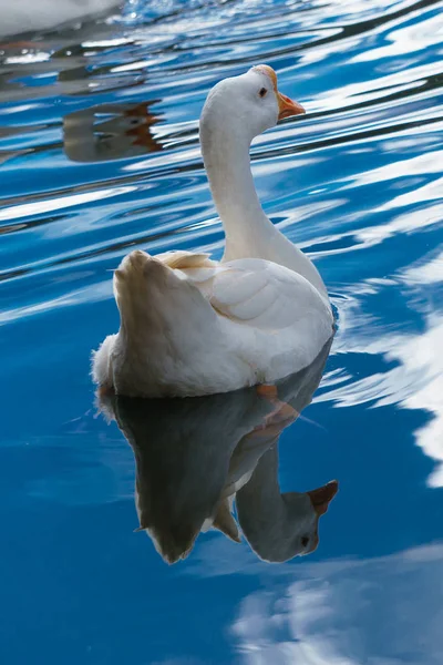 Beyaz Kuğu sakin, berrak sularda yüzme