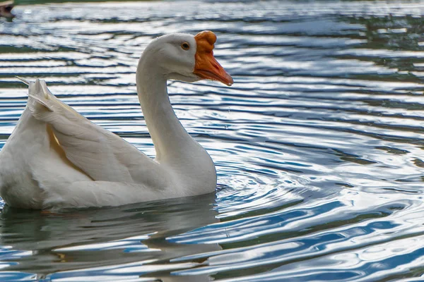 Белый Лебедь Плавает Спокойной Кристально Чистой Воде — стоковое фото