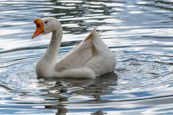 Beyaz Kuğu sakin, berrak sularda yüzme