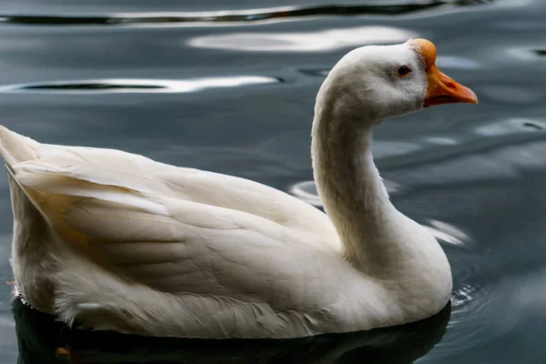 Белый Лебедь Плавает Спокойной Кристально Чистой Воде — стоковое фото