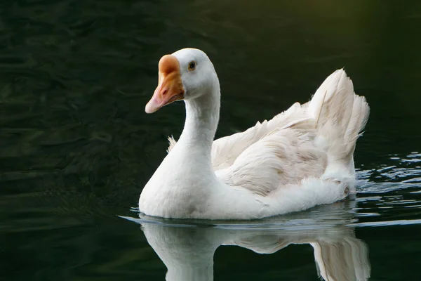 Лебедь Голубом Озере Солнечный День Лебеди Пруду Серия Природы — стоковое фото
