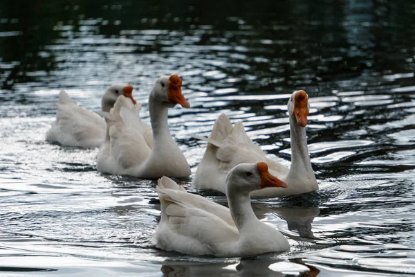 Weiße Schwäne Auf Dem Wasser Des Sees Tag Des Sonnenuntergangs — Stockfoto