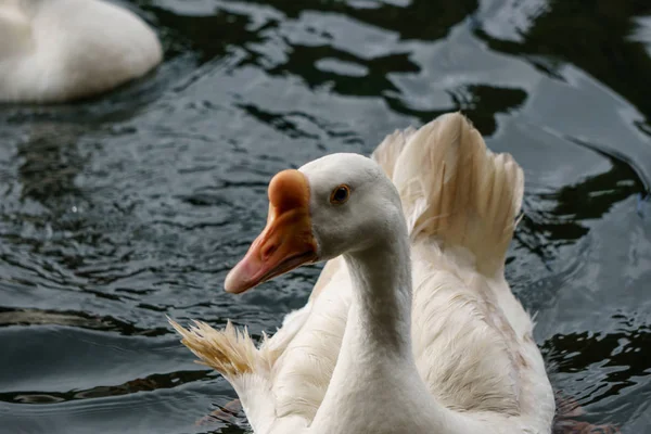 White Swan Lake Water Sunset Day Swans Pond Nature Series — 스톡 사진