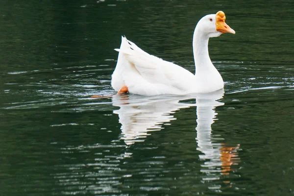 Белый Сван Озерной Воде Закатный День Лебеди Пруду Серия Природе — стоковое фото