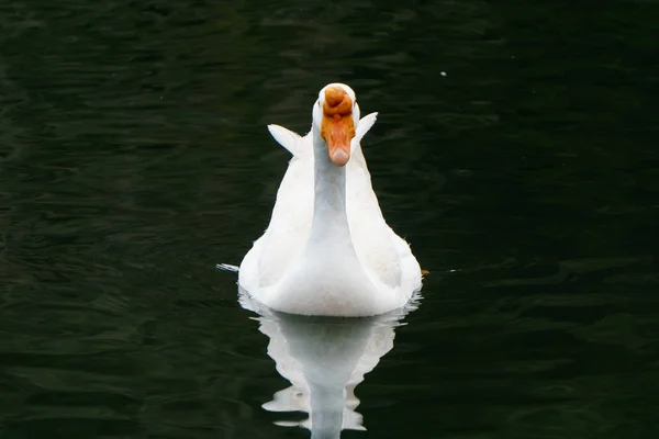 白天鹅在湖上的水在日落天 天鹅在池塘 自然系列 美丽的白天鹅在湖中游泳 — 图库照片