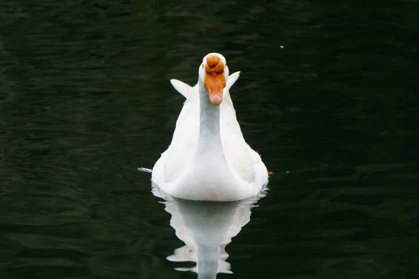 Cigno Bianco Sull Acqua Del Lago Nel Giorno Del Tramonto — Foto Stock