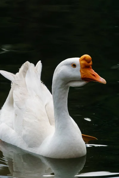 Łabędzia Pływanie Woda Niebieski Żółty Trawa Tło Łabędź Niemy Cygnus — Zdjęcie stockowe