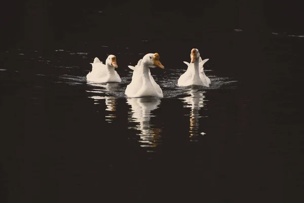 Vários Cisnes Nadando Água — Fotografia de Stock