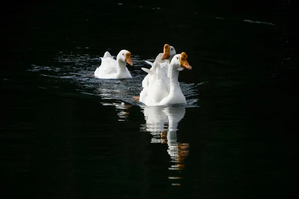 水で泳いでいくつかの白鳥 — ストック写真
