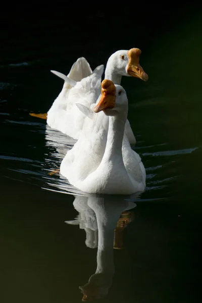 Several Swans Swimming Water — 스톡 사진