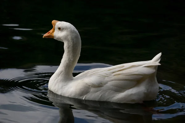 Cigno Sull Acqua Blu Del Lago Nella Giornata Sole Cigni — Foto Stock