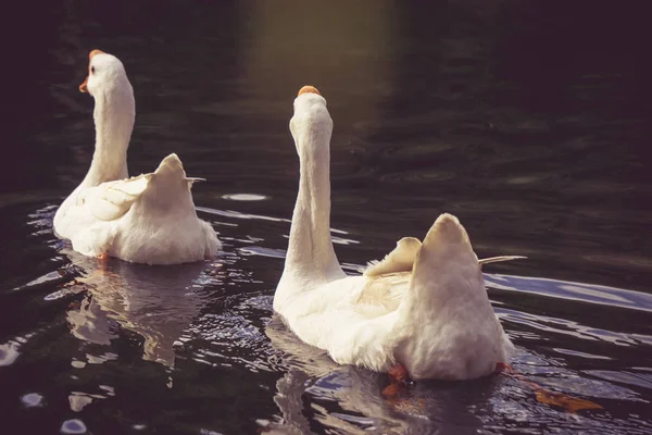 Несколько Лебедей Плавающих Воде — стоковое фото