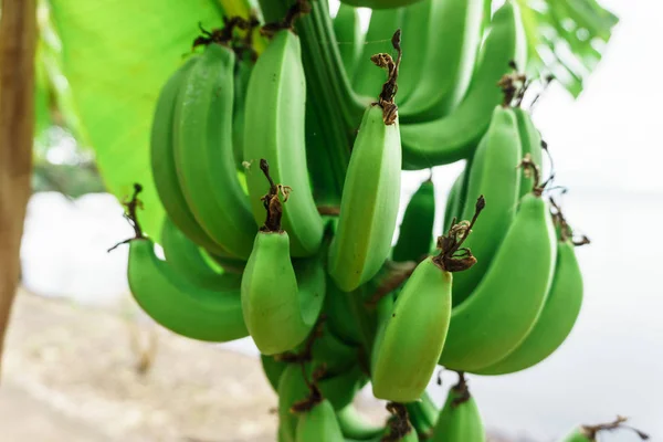 Bunch Green Bananas — Stock Photo, Image