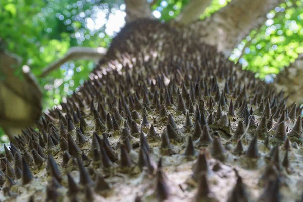 Thron Camión Árbol Ceiba Speciosa Selva — Foto de Stock