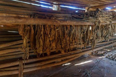 Küba'da kurutma tütün klasik yolu