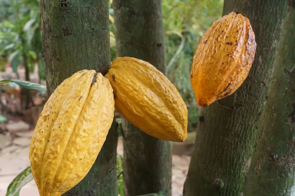 Fruits Cacao Produits Agricoles Typiques Des Pays Tropicaux — Photo