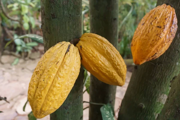 Cacao Sur Arbre — Photo