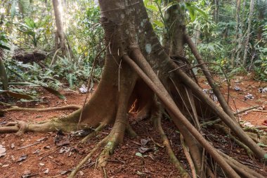 ağaç Küba yağmur ormanlarında büyük kök