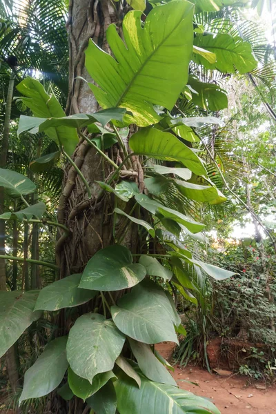 Planta Trepadora Árbol Selva Cubana — Foto de Stock