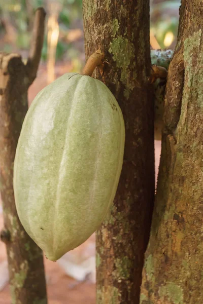 Cacao Sur Arbre — Photo