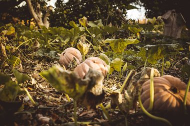 Tarladaki doğal balkabakları cadılar bayramını kutlamak için hazırlandı.