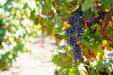 Üzüm bağındaki ağaçtan sarkan üzüm salkımına odaklanın.