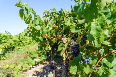 Siyah üzümlü üzüm bağı. Villefranche de conflent in France