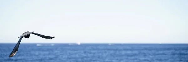 Panoramabilder Duva Som Flyger Över Havet Naturbegrepp — Stockfoto