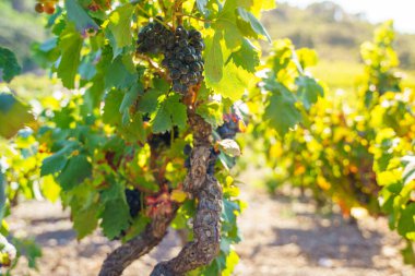 Üzüm bağındaki ağaçtan sarkan üzüm salkımına odaklanın.