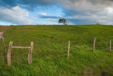 Yalnız ağaç üzerinde yeşil çit çayır, bulutlu yaz öğleden sonra Cantabria, İspanya