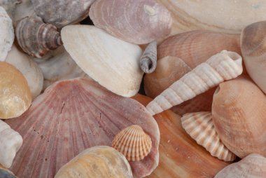 Çeşitli renkli deniz kabukları ve şekilleri yatay yakın çekim