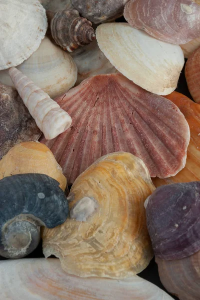 Close Seashells Various Colors Shapes — Stock Photo, Image