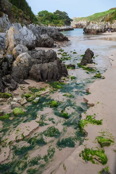 Vertikální Úzká Pláž Řasy Karstické Skály Vegetace Berellinu Prellezo Cantabria — Stock fotografie