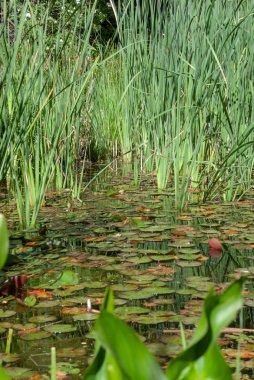 Madrid Kraliyet Botanik Bahçesi, İspanya, Avrupa'da nilüferler ile bir gölet dikey manzara