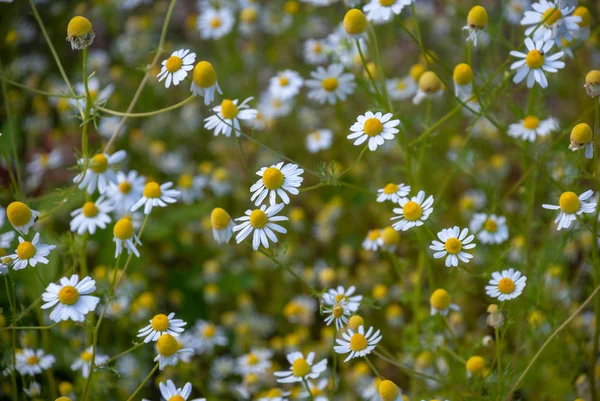 General plan of small white daisies with unfocused background in the Royal Botanical Garden of Madrid, Spain, Europe