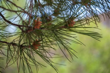 İlkbaharda bir parkta çam dalı detayı. Odaklanmamış yeşil arka planlı. Madrid, İspanya, Avrupa