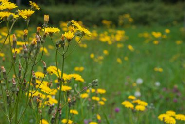 Cantabria, İspanya, Avrupa'da yeşil bir odaklanmamış çayırda yabani sarı çiçeklerin yakın çekim
