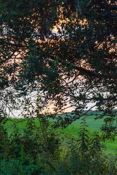 Vertical View Green Meadow Trees Vegetation Sunset Cantabria Spain Europe — Stock Photo, Image