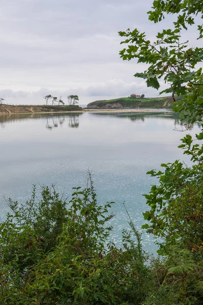 Parque Natural Oyambre Cantabria España Agosto 2019 Primer Plano Vegetación — Foto de Stock