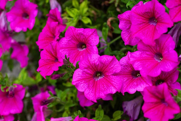Närbild Rosa Petunia Blommor Grön Bakgrund Fokus Horisontellt — Stockfoto