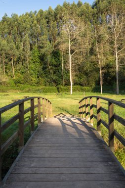 İspanya, Cantabria 'da arka planında çayırlık ve okaliptüs olan ahşap bir köprüden sonbahar manzarası