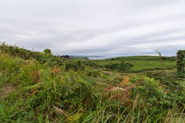 Yeşil bir çayırda eğreltiotlarının yakın çekimi, bulutlu bir yaz öğleden sonrası, arka planda deniz, kuzey İspanya. Yatay olarak